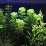 植栽から9日目　カボンバ